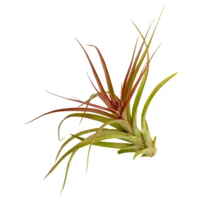 Tillandsia Sparkler Air Plant